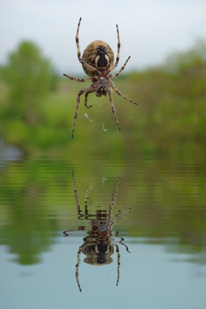 Garden spider on web with water refectionsの写真素材