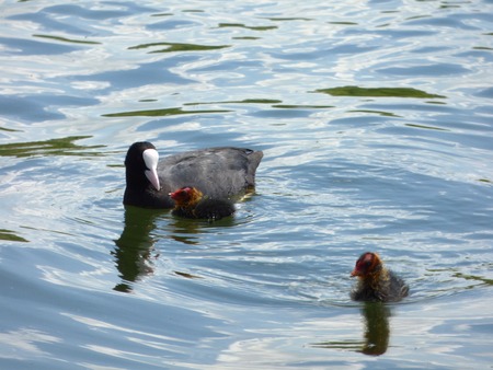 Black coot on lakeの写真素材