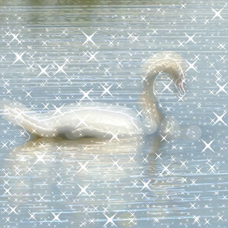Swan on pond glowing backgroundの写真素材