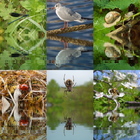 Set of water reflectionsの写真素材