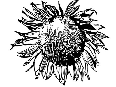 Sunflower silhouetteのイラスト素材
