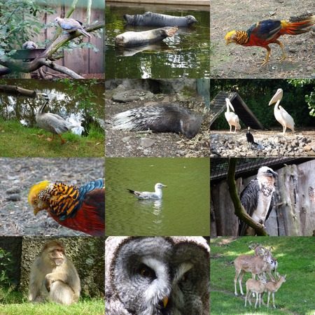 Set of 12 animals photosの写真素材