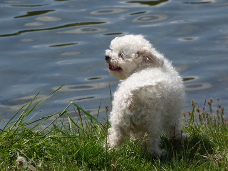 White little dogの写真素材