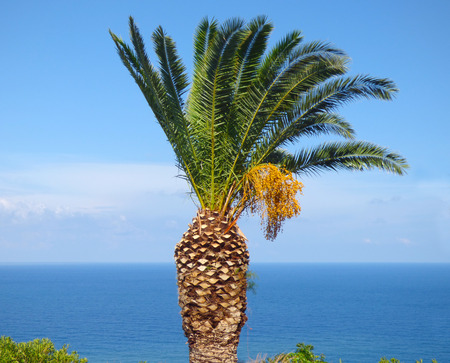 Palm treesの写真素材