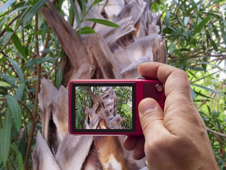 Palm tree texture in camera viewfinderの写真素材