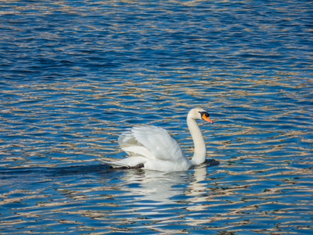 Swan floating on water surfaceの写真素材