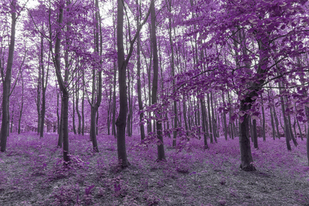 Infra red forest in purple colorsの写真素材