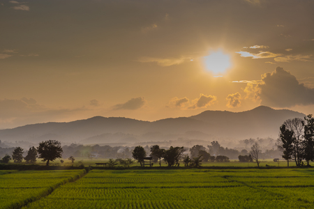 rice fieldの写真素材