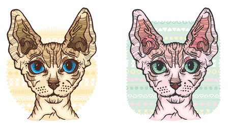 Sphynx Cat vector Illustrationのイラスト素材