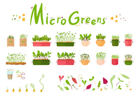 Microgreen. Set of sprouts and plants in pots, on a white backgroundのイラスト素材