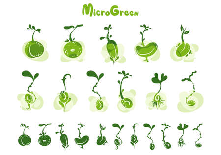 Microgreens or baby greens, sprouts and seeds, logo, illustration, backgroundのイラスト素材