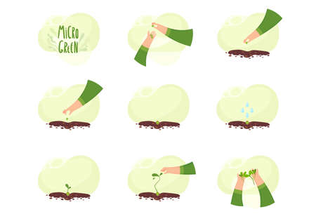Microgreens, germination microgreen, healthly food dietary nutritionのイラスト素材