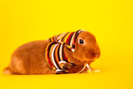 Closeup portrait of small domestic brown bunny. Animals concept. Indoor shot, yellow background