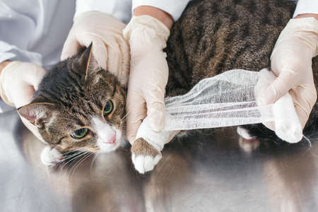  at has a paw. Bandage of the limb. Veterinary clinic concept. Services of a doctor for animals, health and treatment of petsの写真素材