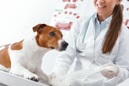 Woman puts a bandage on wounded paw dog. Veterinary clinic concept. Services of a doctor for animals, health and treatment of petsの写真素材