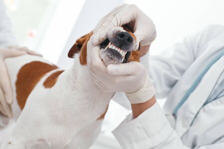 Inspection of oral and dental doctors of a sick dog. Veterinary clinic concept. Services of a doctor for animals, health and treatment of petsの写真素材