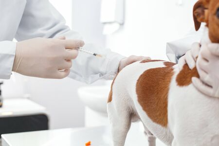 Closeup picture. Inoculation against insects for dogs. Veterinary clinic concept. Services of a doctor for animals, health and treatment of petsの写真素材