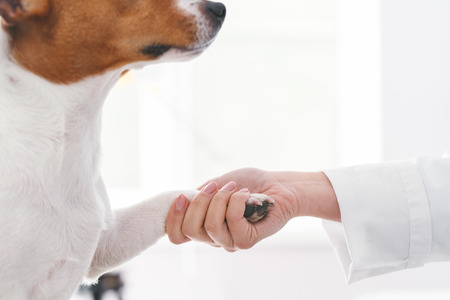 Woman handsake with dog, friendship and love.. Veterinary clinic concept. Services of a doctor for animals, health and treatment of petsの写真素材