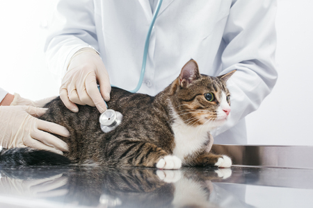 Doctor's listen to the breath of cat. Veterinary clinic concept. Services of a doctor for animals, health and treatment of petsの写真素材