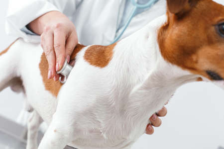 Woman in a white robe listens to the dog's breathing. Veterinary clinic concept. Services of a doctor for animals, health and treatment of petsの写真素材