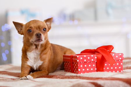 Happy New Year. Decorated room with dog lying on blanket with present looking aside close-upの写真素材