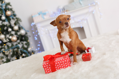 New Year. Decorated room with dog stepping on gift boxes happy close-upの写真素材