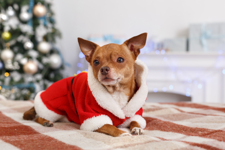 New Year. Decorated room with dog in santa costume lying looking aside curious close-upの写真素材