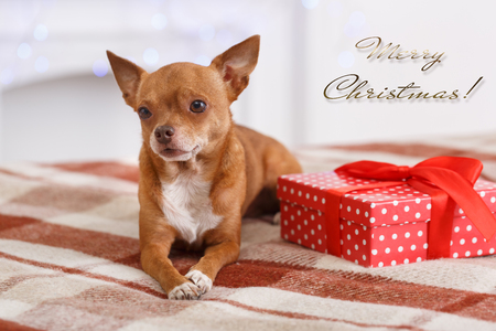 Merry Christmas. Decorated room with dog lying on blanket with present looking aside happy close-upの写真素材