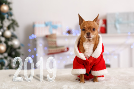 Decorated for new year living room with little dog wearing santa costume sitting on sofa celebrating 2019の写真素材
