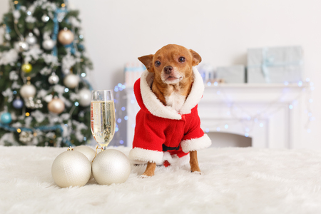 Decorated for new year living room with little dog wearing santa costume standing on blanket near the glass of champagne and baubles looking aside happy close-up.の写真素材