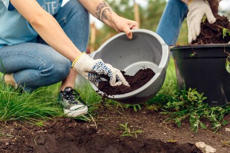 Young people girls and boy volunteers outdoors helping nature planting trees putting fertilizer into hole close-upの写真素材