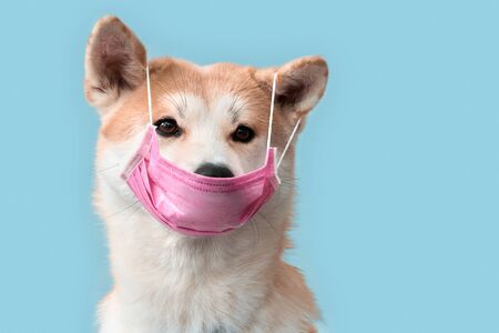 Sickness. Akita inu puppy in medical mask isolated on greyの写真素材