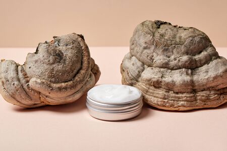 Concept of green pharmacy and choosing natural cosmetic products. Tree mushroom and container with cream on pastel background with copy spaceの写真素材