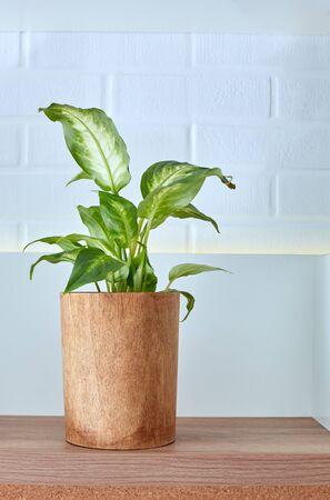 Plant in pot on table isolated on white brick wall home decorの写真素材