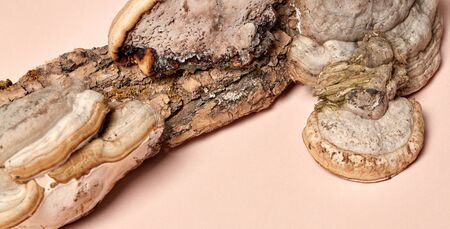 Green pharmacy concept. Flat lay of ingredient Korean cosmetics and Chinese medicine, tree mushroom on pastel background with copy spaceの写真素材