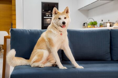 Fluffy redhead junior dog sits on sofa couch performing wait command. Japanese Akita inu best people human friend faithful good obedient animal looks into camera poses, asks for treat bone food. Cuteの写真素材
