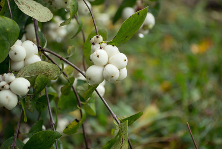 white berries hangingの写真素材