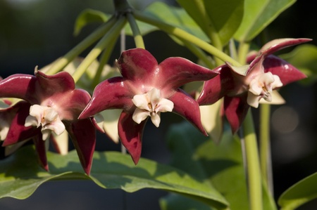 Emperor hoya with beautiful red flowers that are Hoya species with larger flowers than other varieties の写真素材