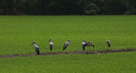 Birds feeding in rice field  The views that be way of life in Southeast Asia living with environment の写真素材