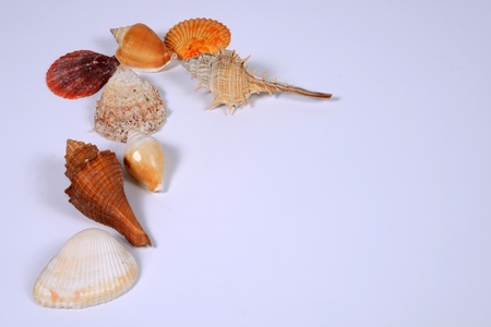 Various seashells in white back ground の写真素材