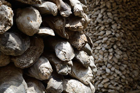 Seashell fossil look like a stone wall as a background の写真素材