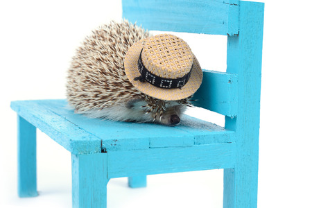 A little hedgehog is sleeping on a blue wooden chair on white background の写真素材