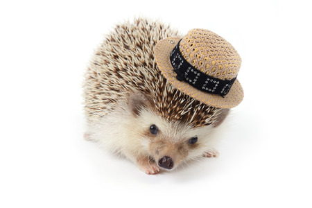 A little hedgehog wearing small hat on white background の写真素材