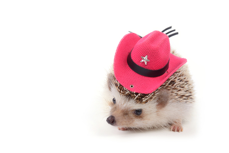 A little hedgehog with red cowboy hat on white background の写真素材