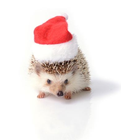 Hedgehog wearing red santa claus hat for Christmas celebration on white background.の写真素材