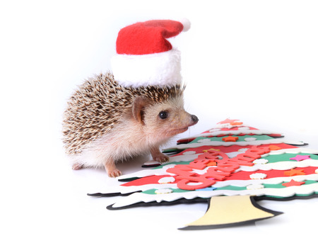 Little hedgehog wearing red Santa Claus hat and a Christmas tree.の写真素材