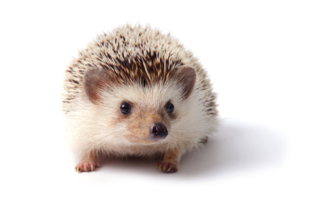 Little hedgehog on white background.の写真素材