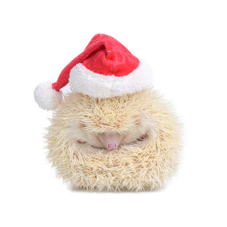 White hedgehog wearing red santa hat look like a little ball on white background.の写真素材