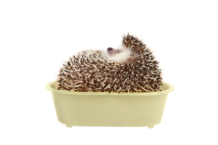 Hedgehog in bathtub on white background.の写真素材