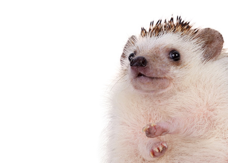 Close up of hedgehog on white background.の写真素材